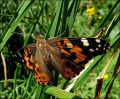 "Der Schmetterling 1"