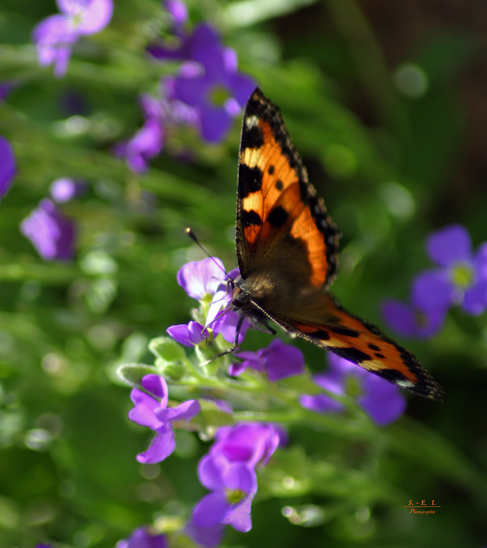 "Der Schmetterling 1"