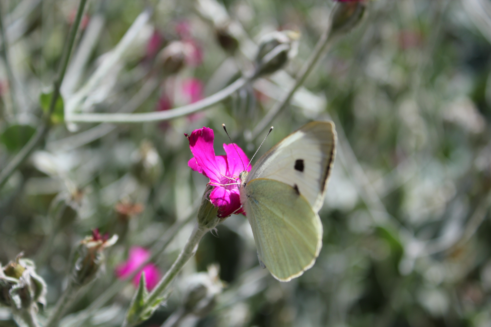 Der Schmetterling