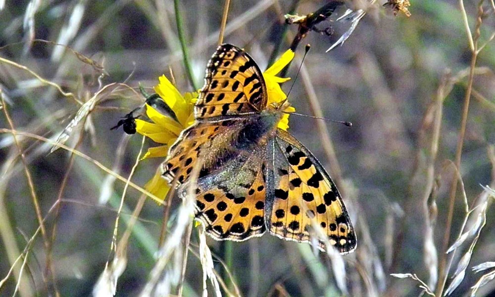 Der Schmetterling