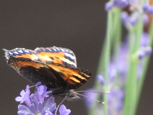 der Schmetterling