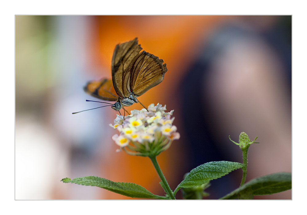 Der Schmetterling