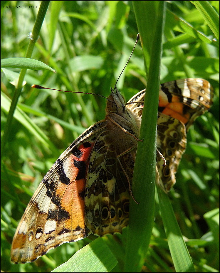 "Der Schmetterling 2"