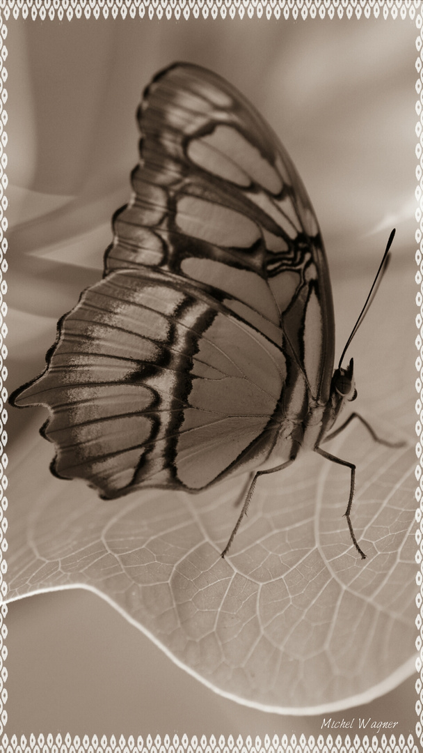 Der Schmetterling (2)