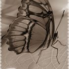 Der Schmetterling (2)