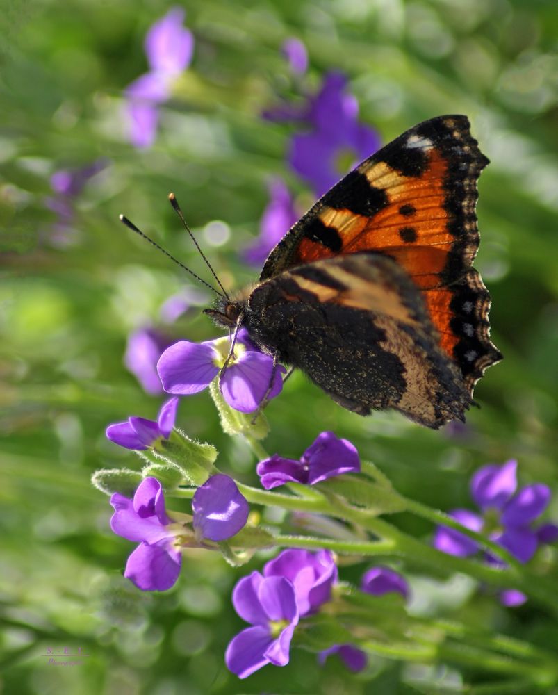 "Der Schmetterling 2"