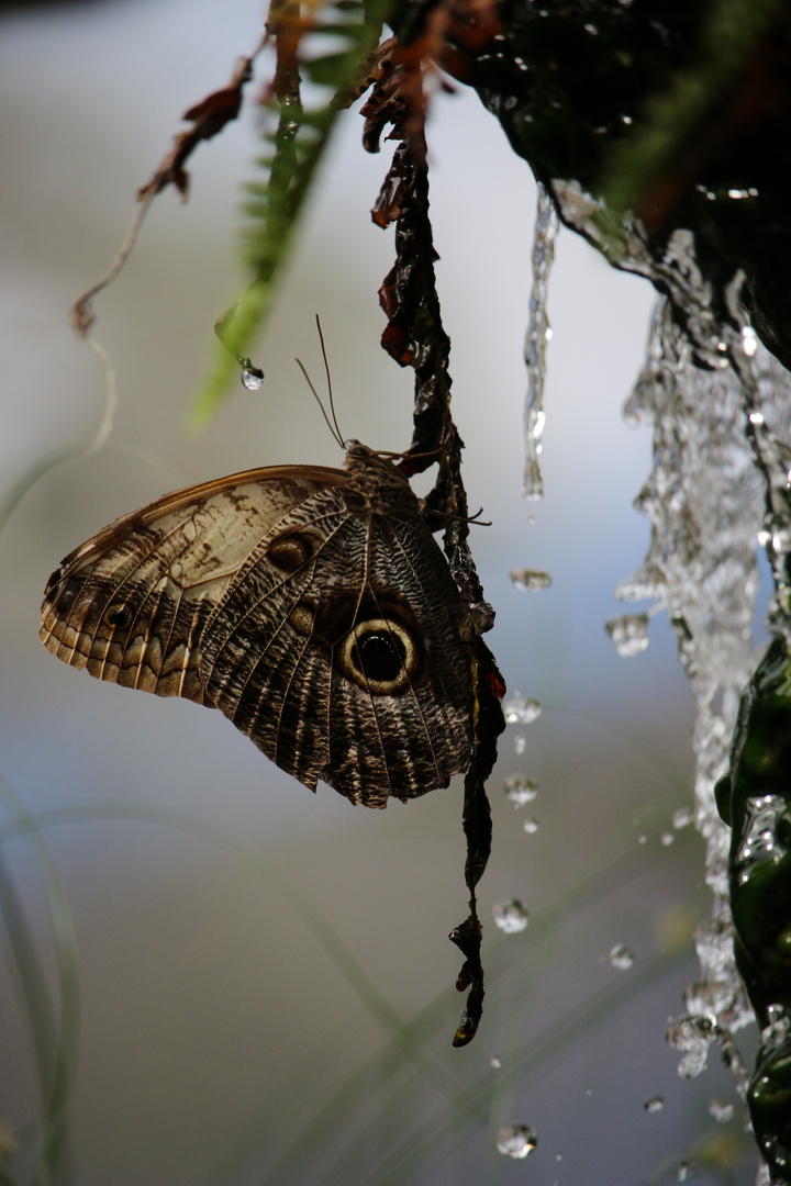 Der Schmetterling