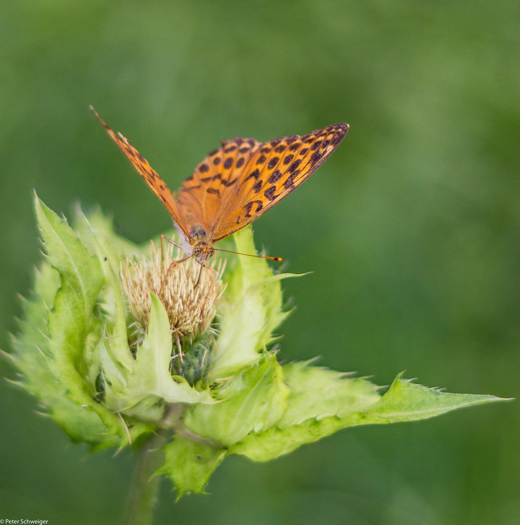 Der Schmetterling