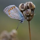 Der Schmetterling