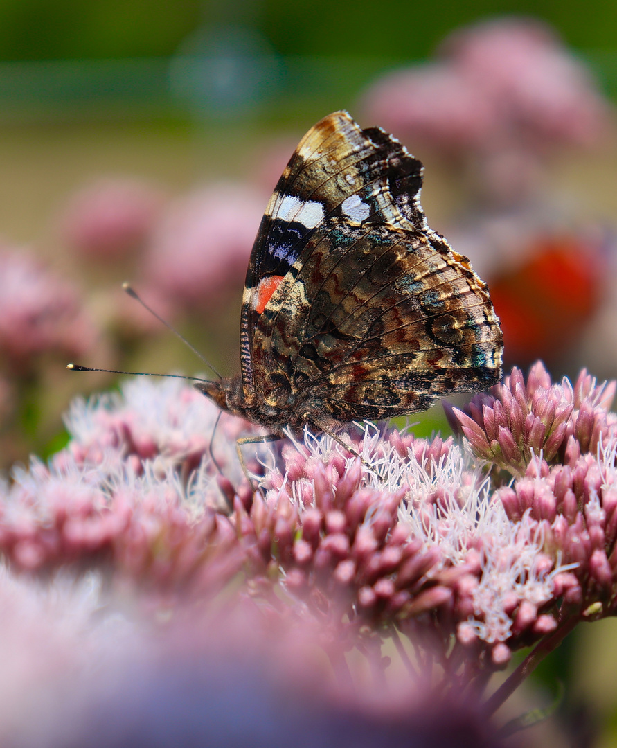 Der Schmetterling