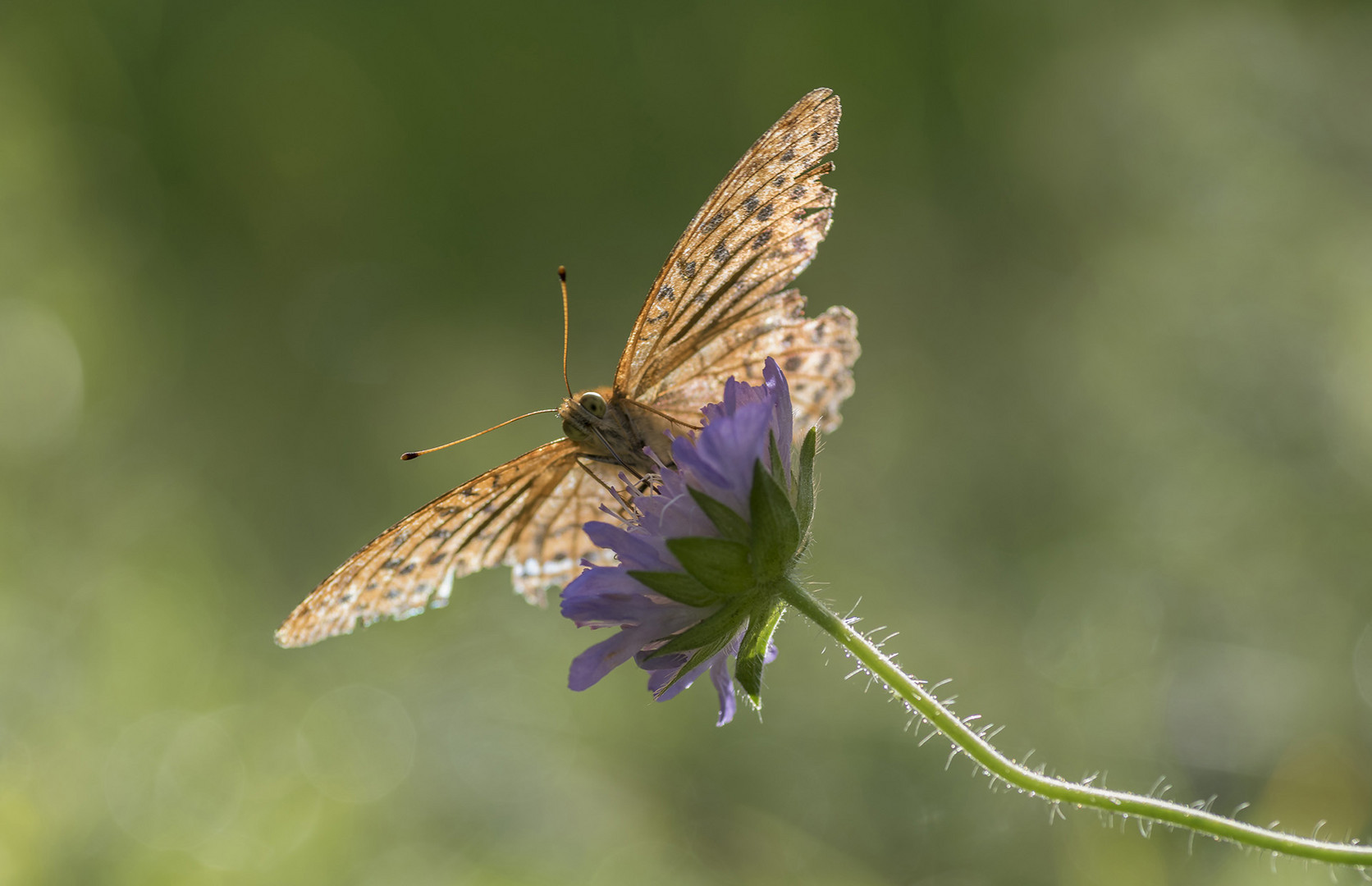 Der Schmetterling