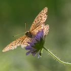 Der Schmetterling