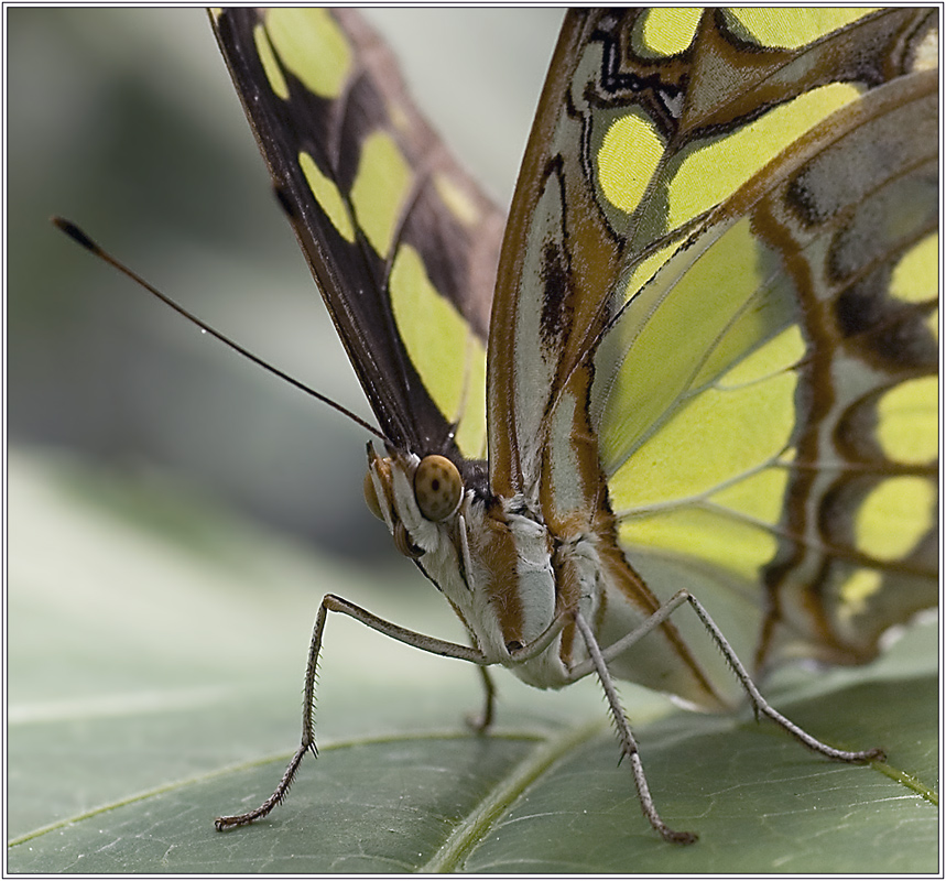 Der Schmetterling