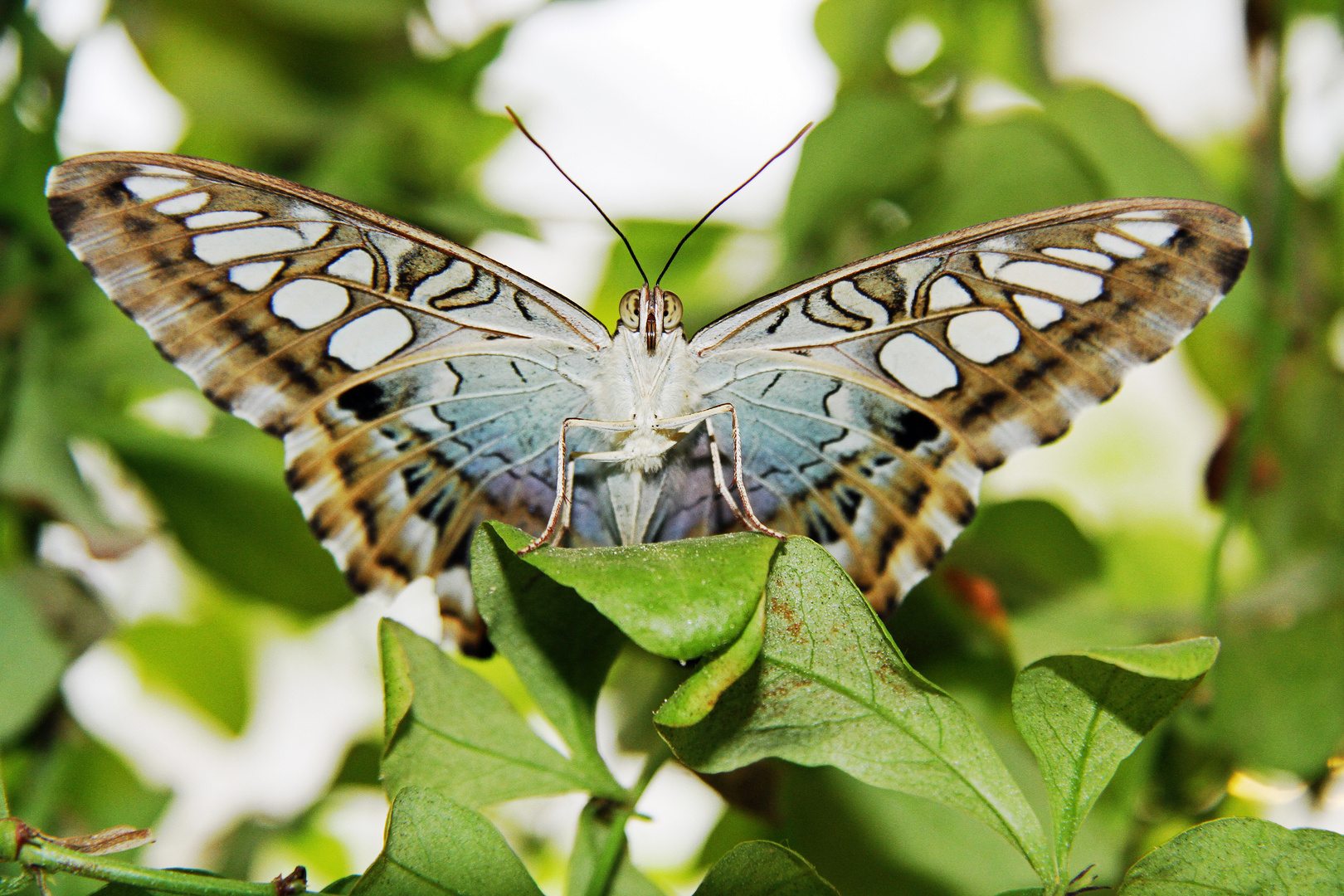 Der Schmetterling