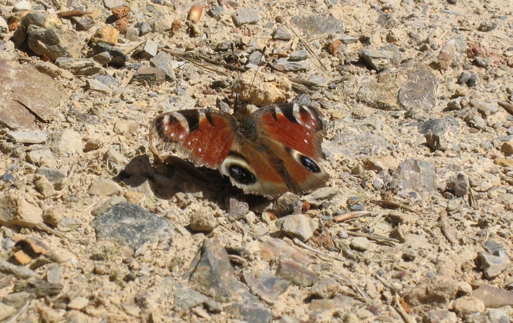 Der Schmetterling