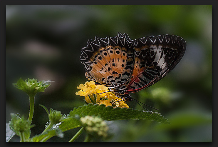 DER SCHMETTERLING