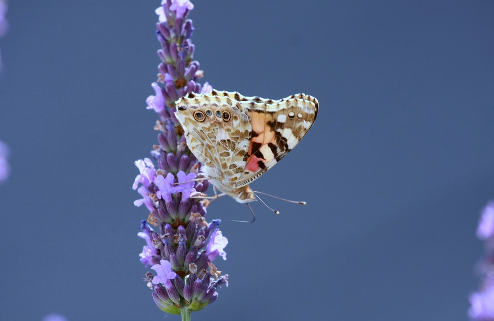 DER SCHMETTERLING