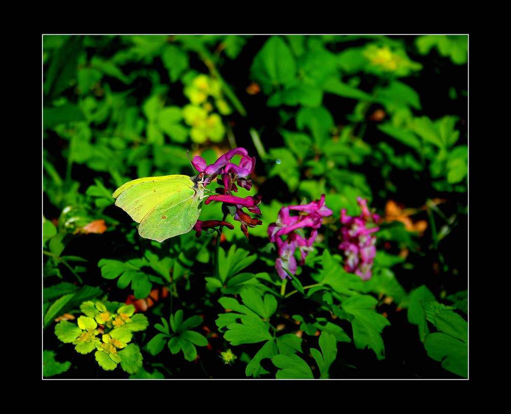 Der Schmetterling