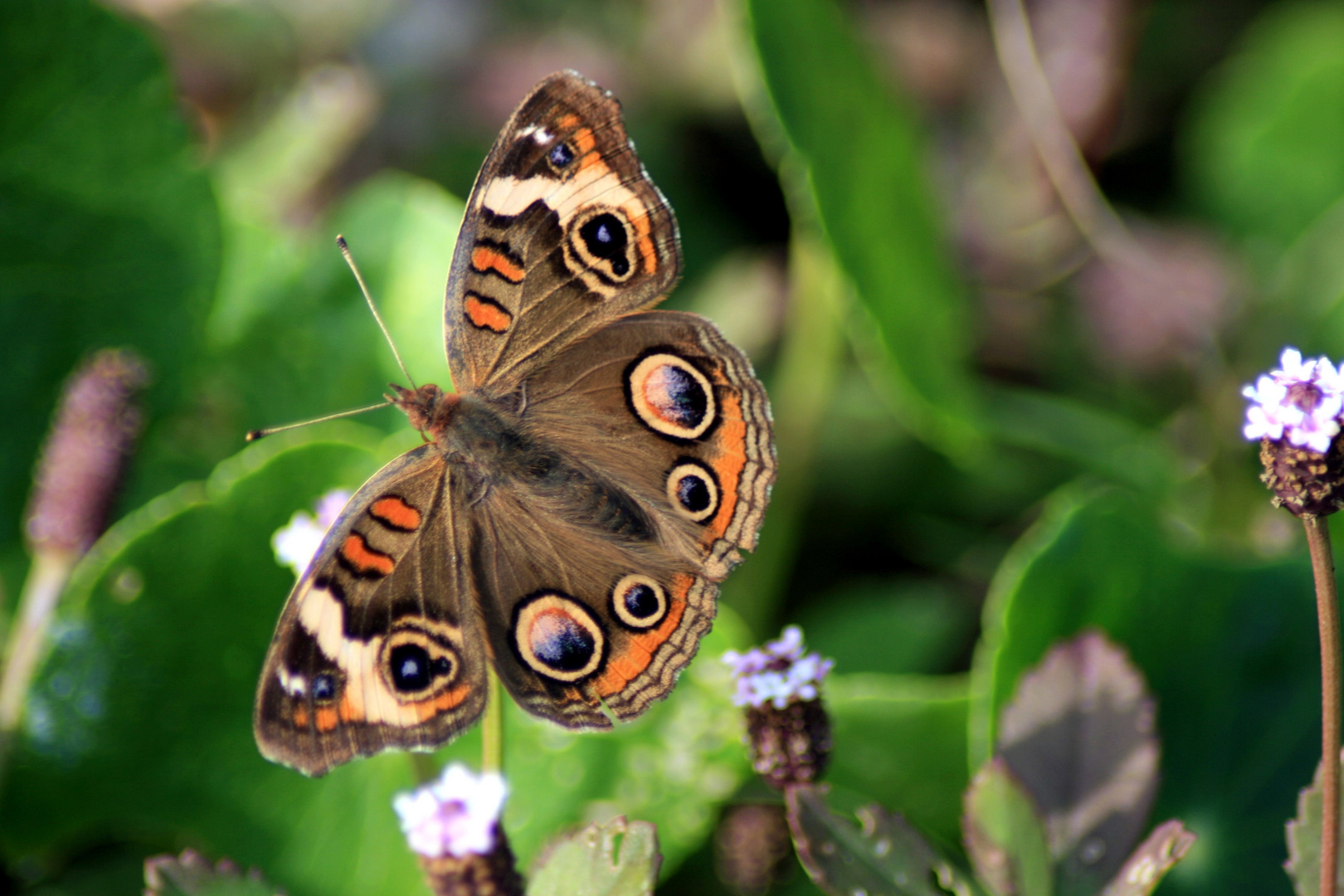 Der Schmetterling