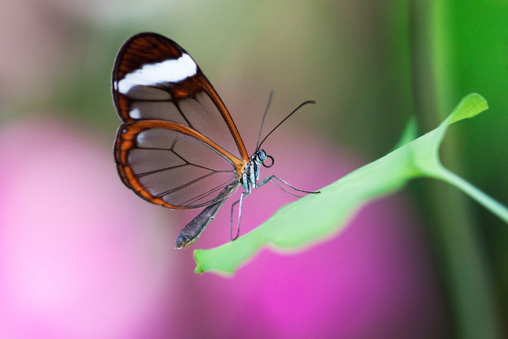 || Der Schmetterling ||