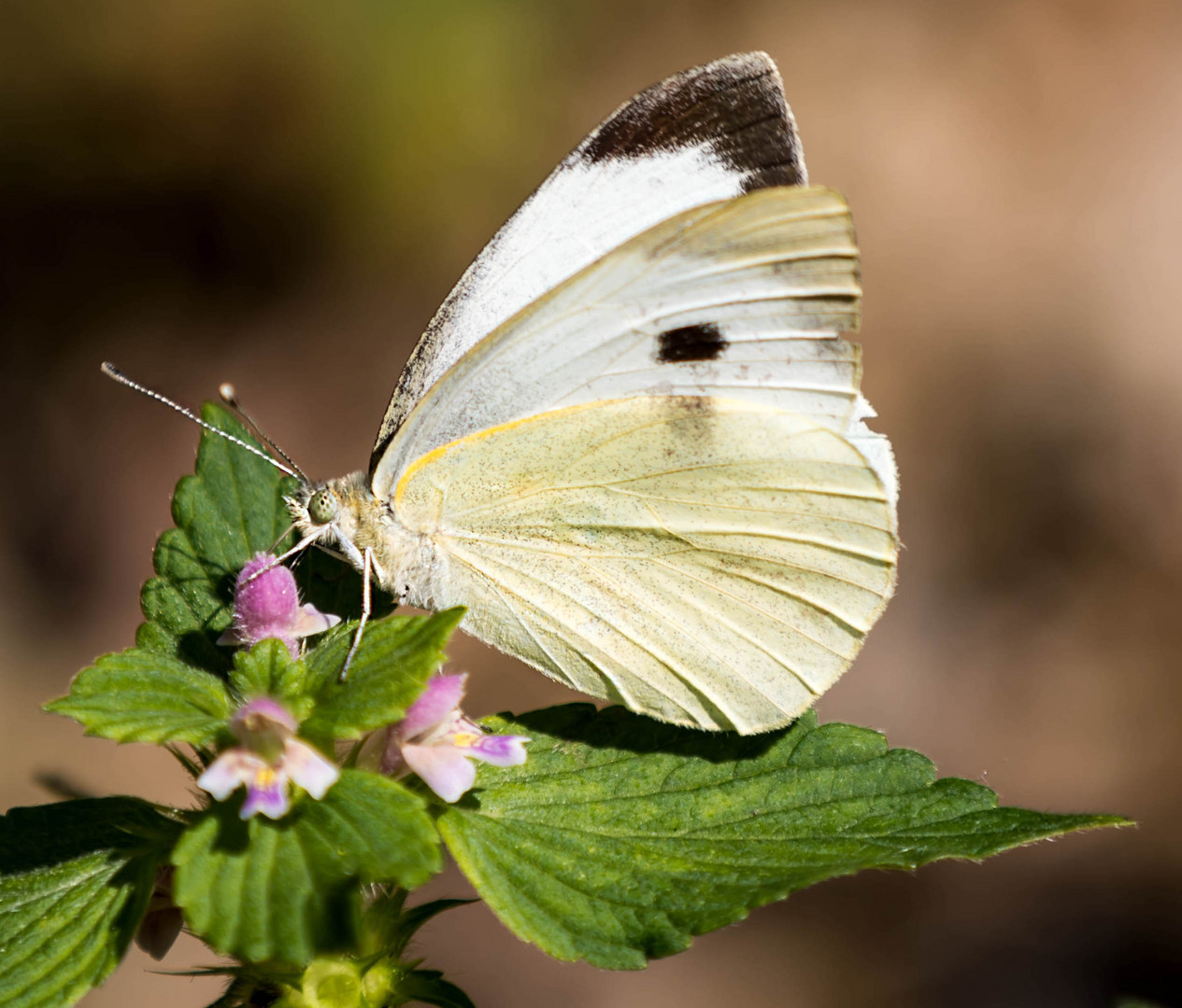 der Schmetterling