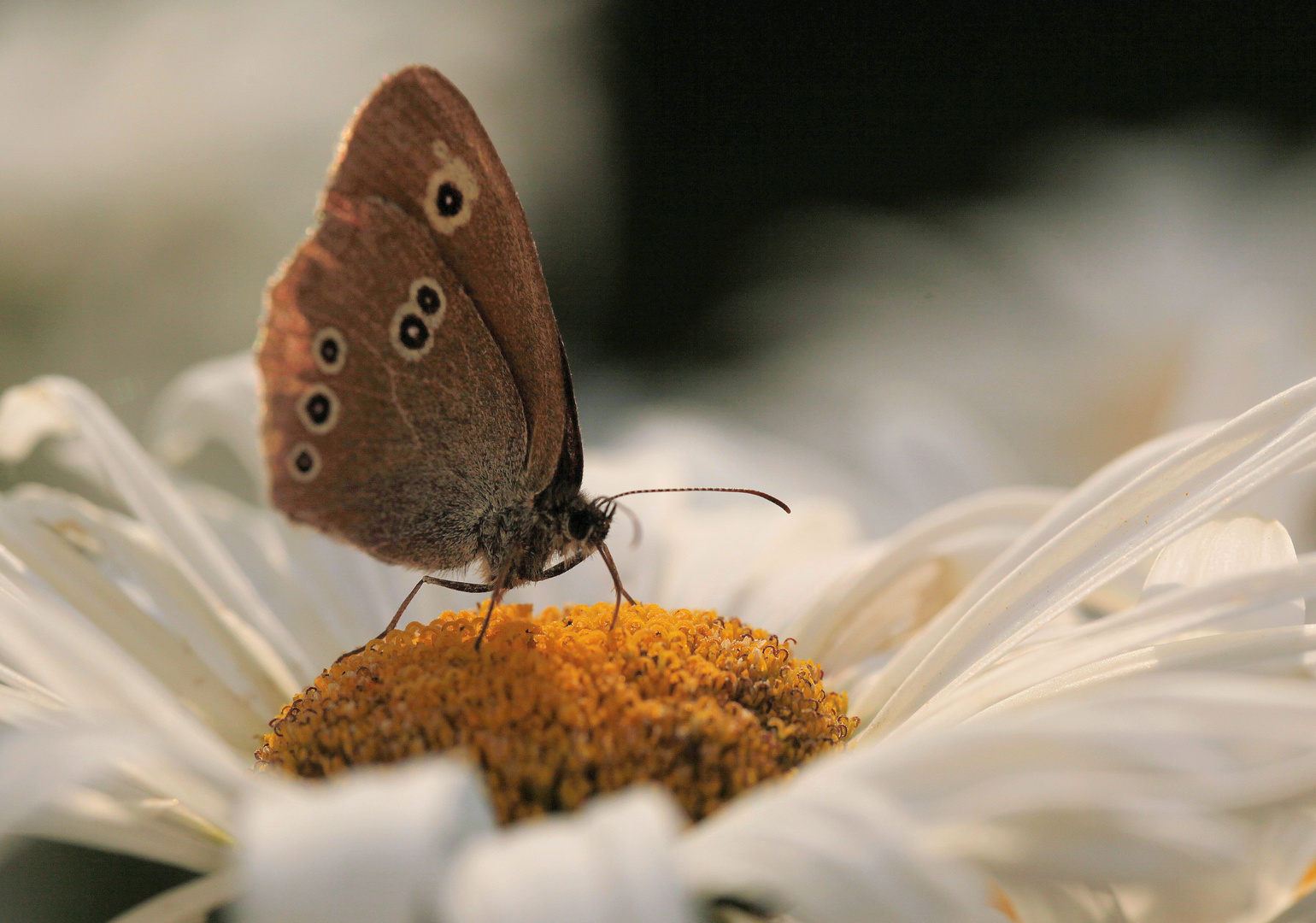 der schmetterling...