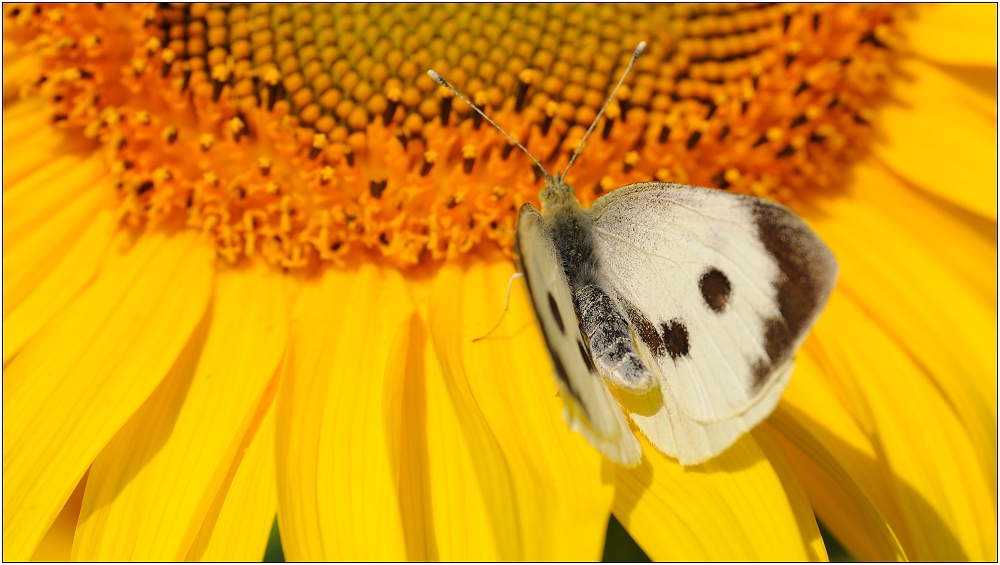 ... der Schmetterling ...