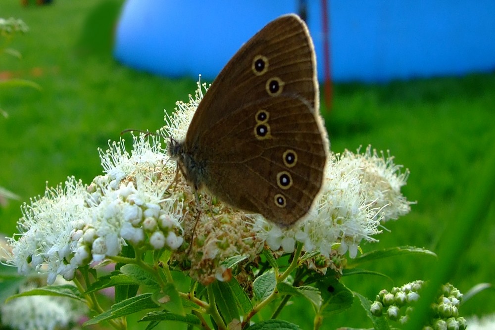 Der Schmetterling