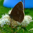 Der Schmetterling