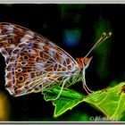  Der Schmetterling