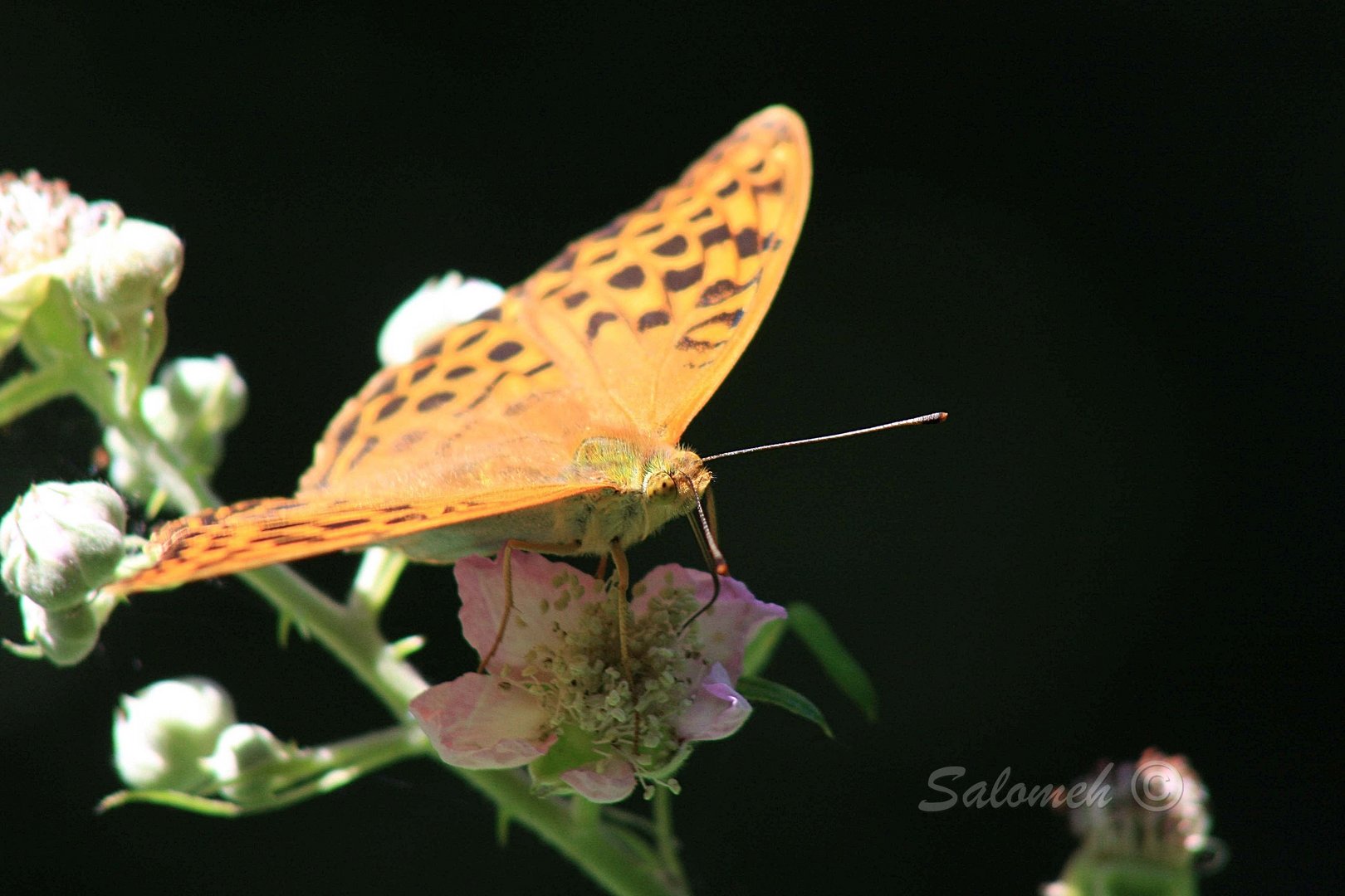 Der Schmetterling