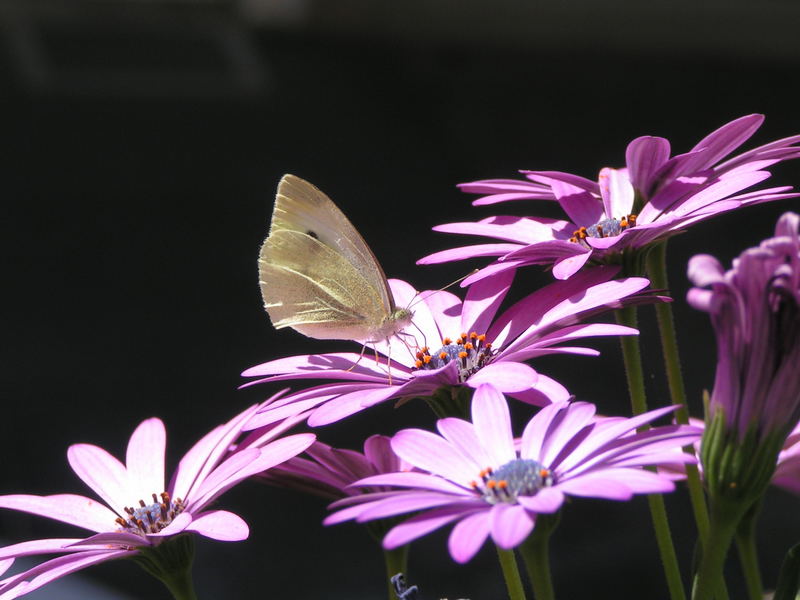 Der Schmetterling