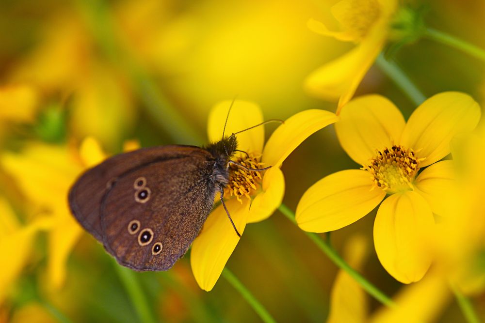 || Der Schmetterling ||