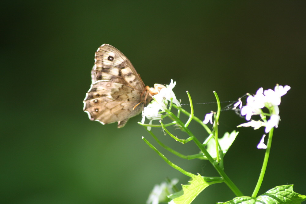 Der Schmetterling...