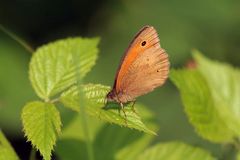 Der Schmetterling