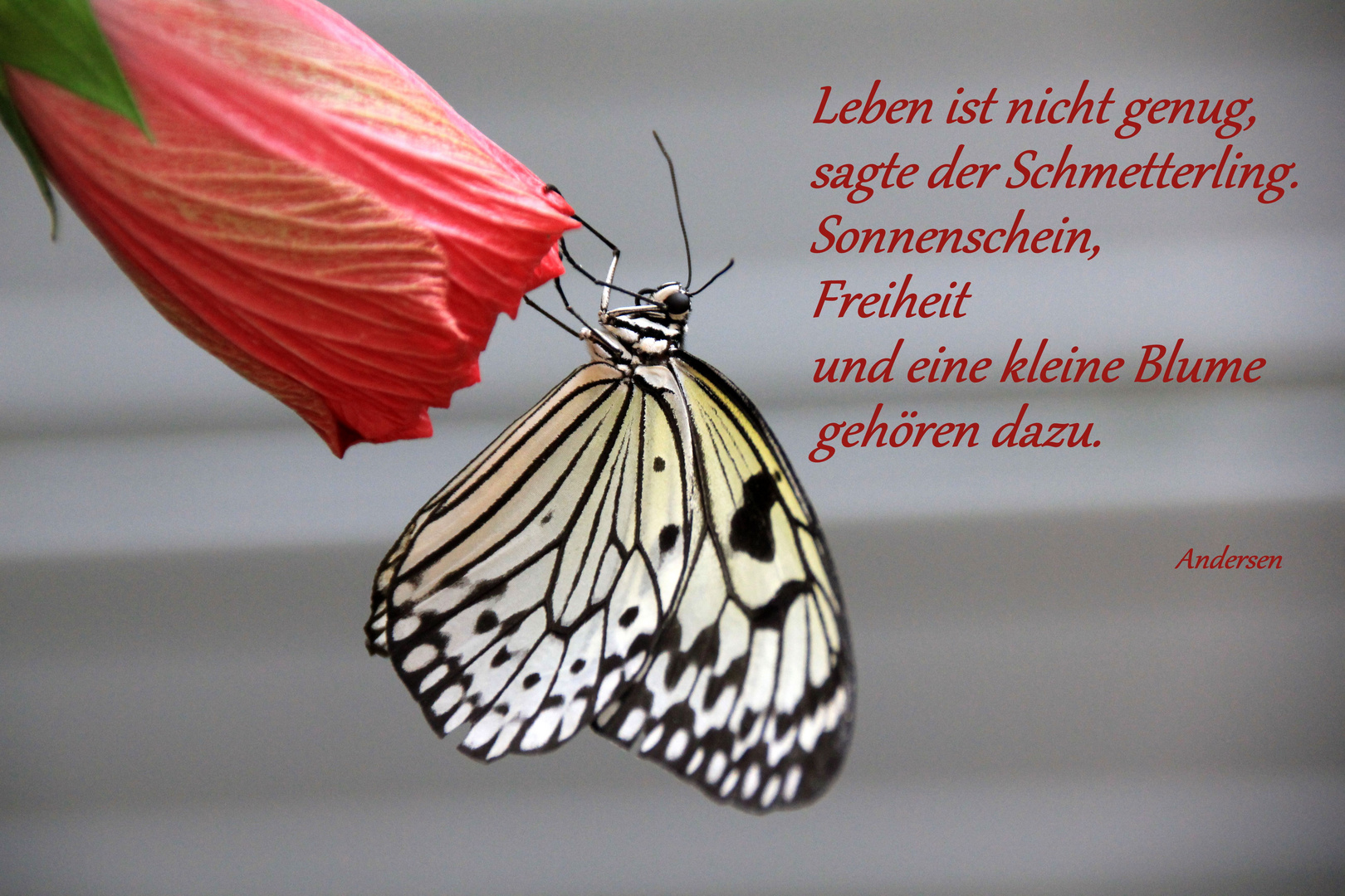 Der Schmetterling Foto & Bild tiere, wildlife, schmetterlinge Bilder