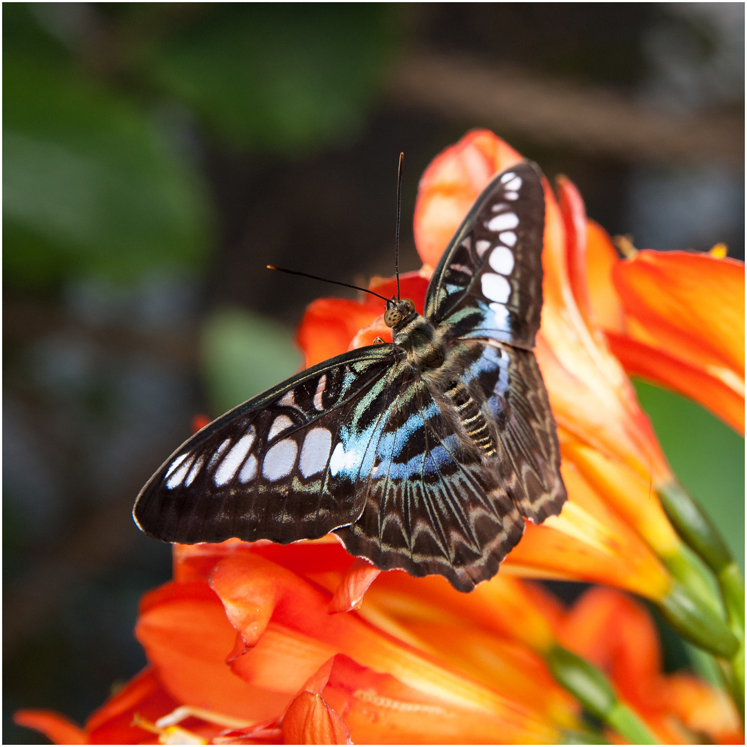 Der Schmetterling