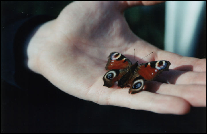 Der Schmetterling