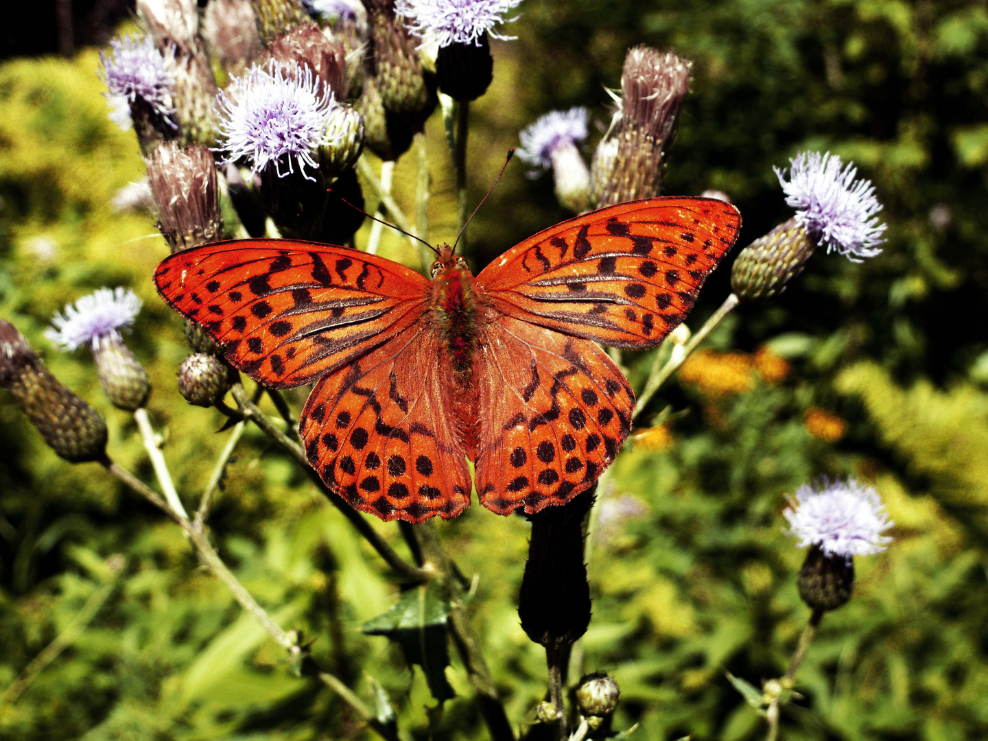 Der Schmetterling