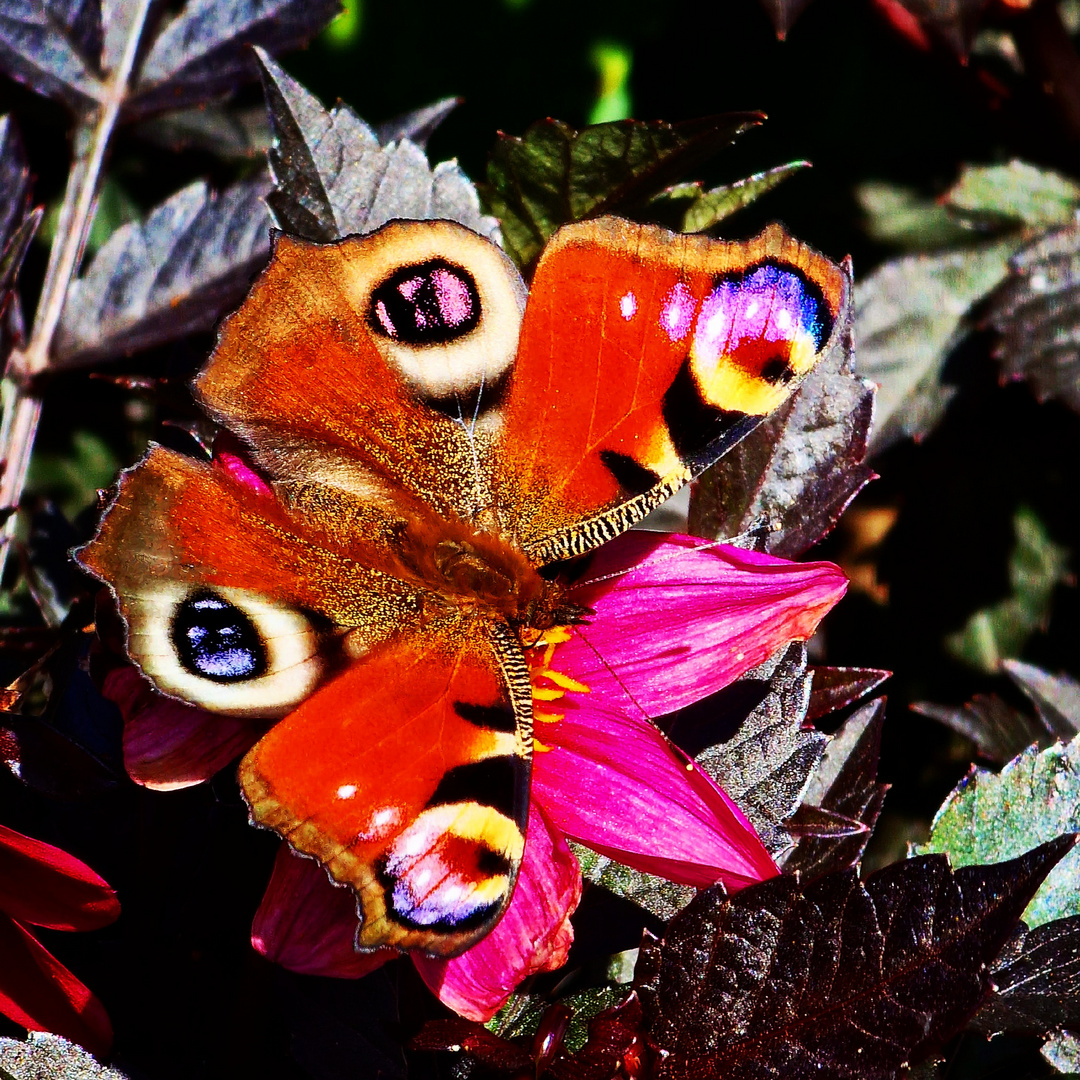 Der Schmetterling 