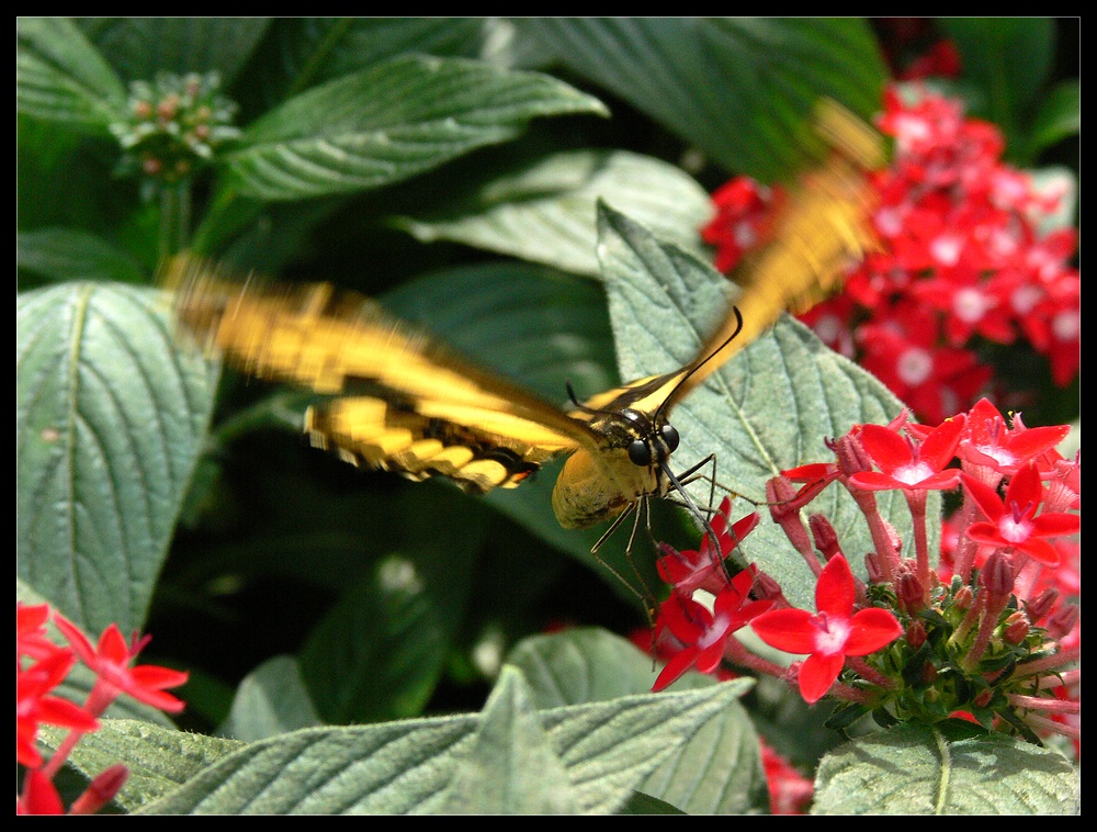 DER SCHMETTERLING