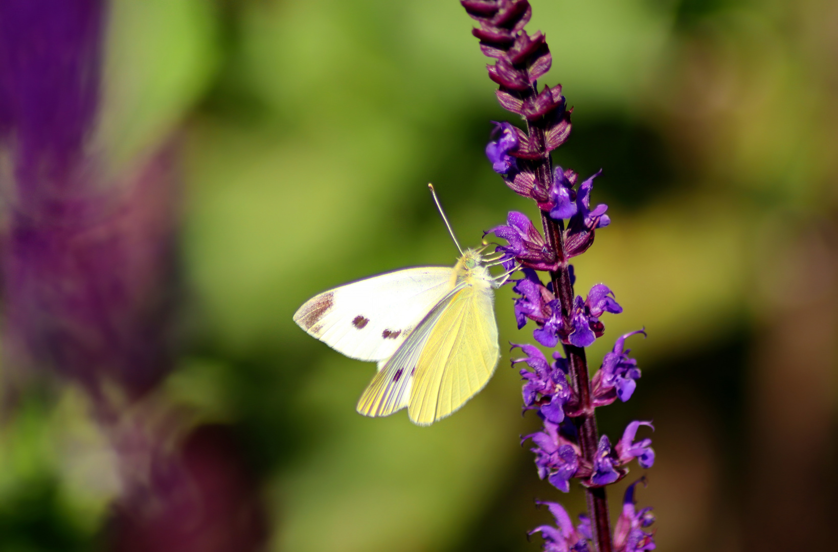 Der Schmetterling an der Blume