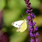 Der Schmetterling an der Blume