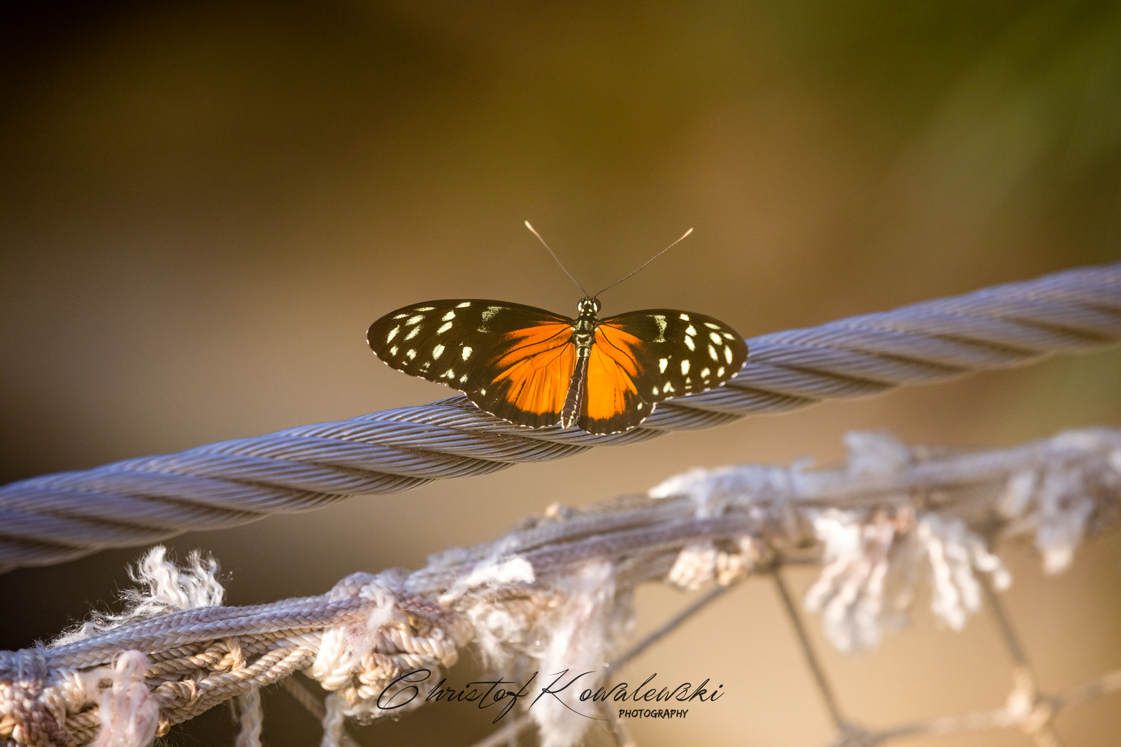 Der Schmetterling auf dem Drahtseil 