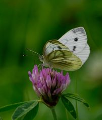 Der Schmetterling.