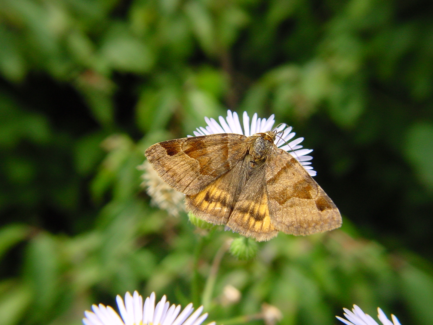 Der Schmetterling