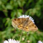 Der Schmetterling