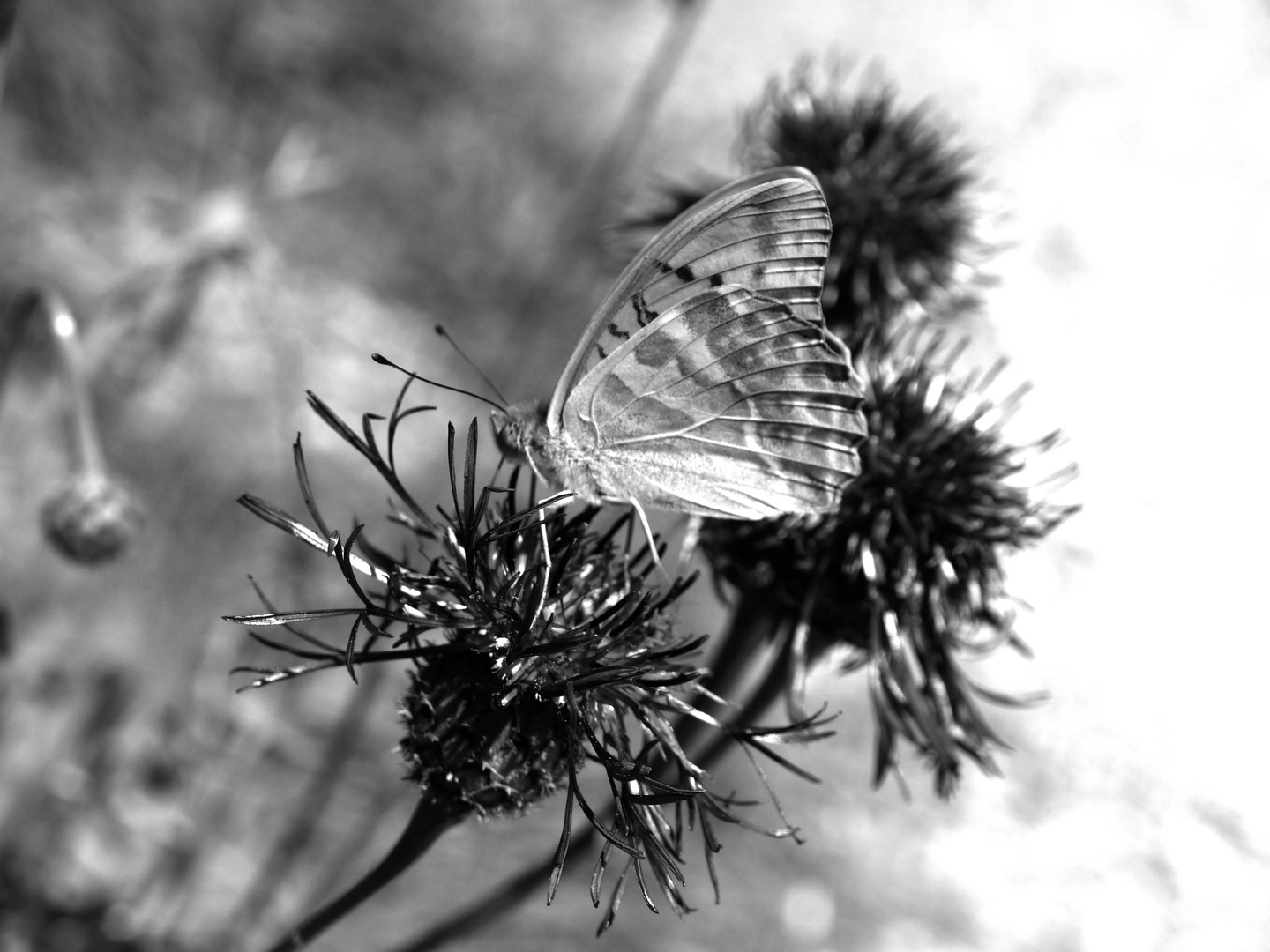 Der Schmetterling