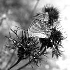 Der Schmetterling