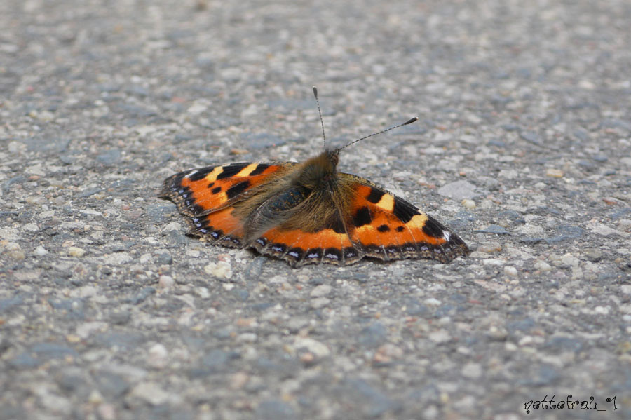 Der Schmetterling